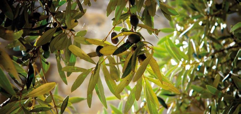 imagen principal noticia