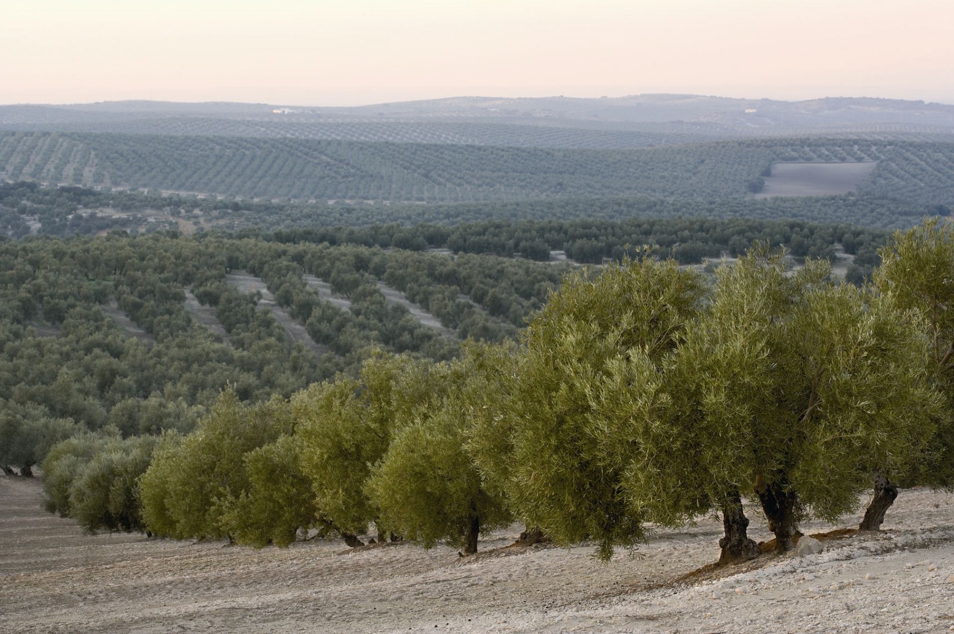 imagen principal noticia