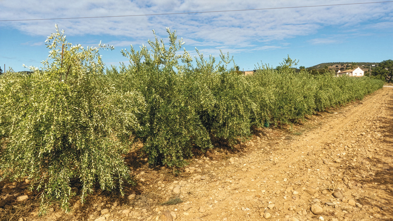 todolivo-i15p-variedad-maximiza-rendimiento-graso-impulsa-rentabilidad-olivar