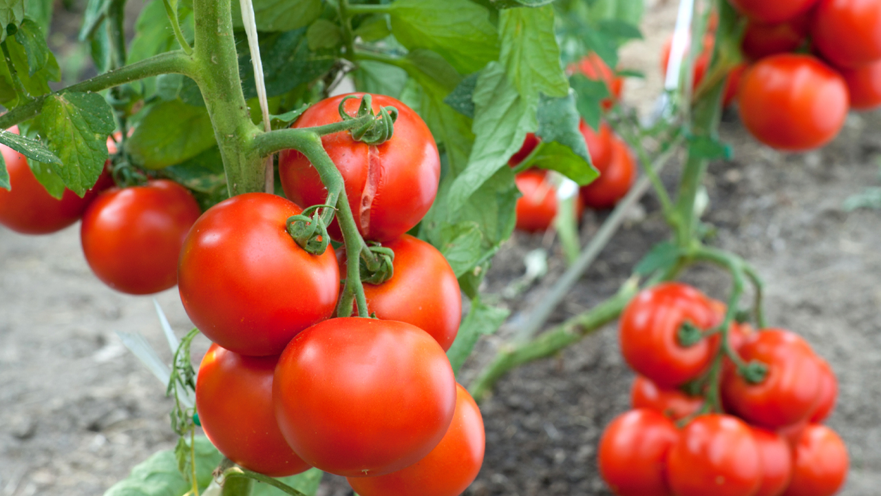 uso-agonistas-receptores-acido-abscisico-para-adaptacion-sequia-tomate