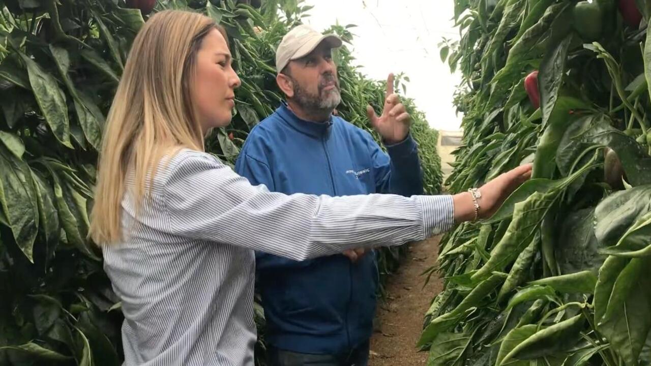 logran-adelantar-una-semana-maduracion-color-calidad-en-pimiento