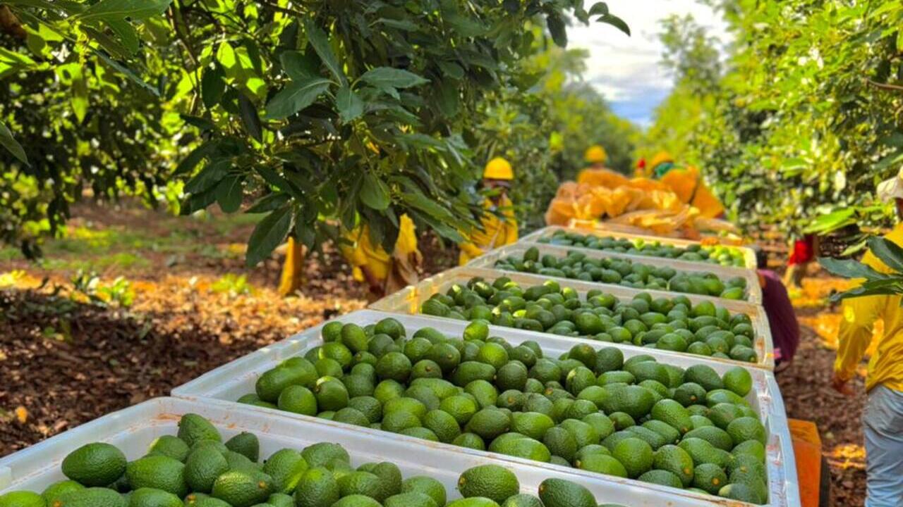 tradicion-japonesa-aporta-excelencia-aguacate-hass-made-in-brazil