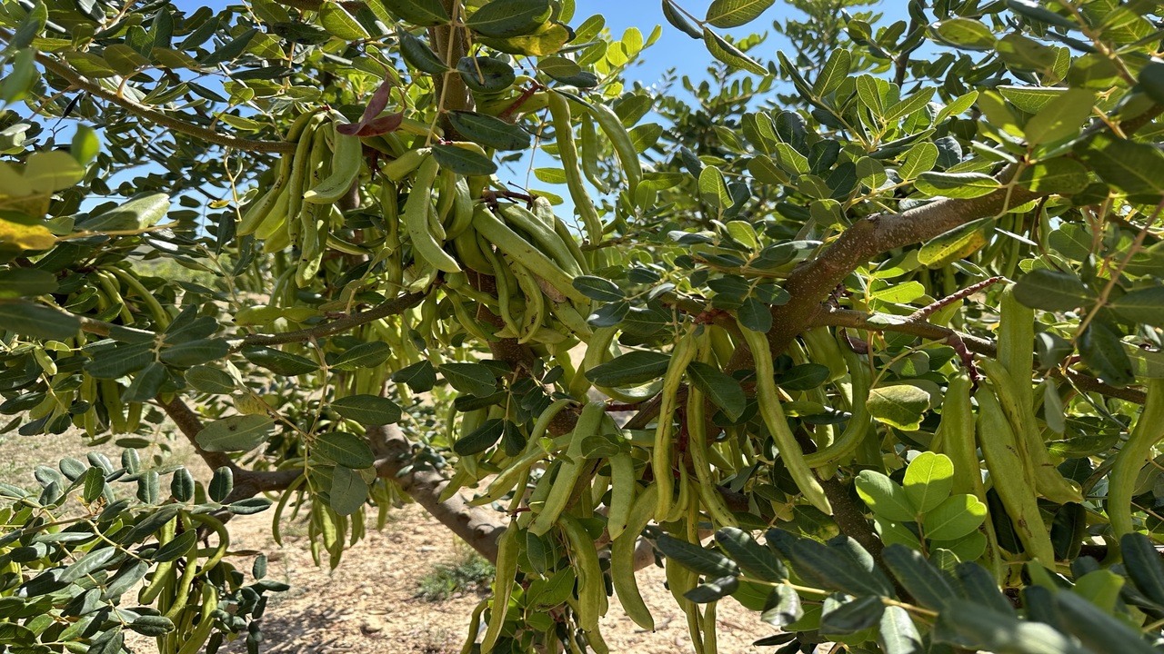 algarrobo-resistente-xylella-estrella-viveros-hernandorena-fruit-attraction