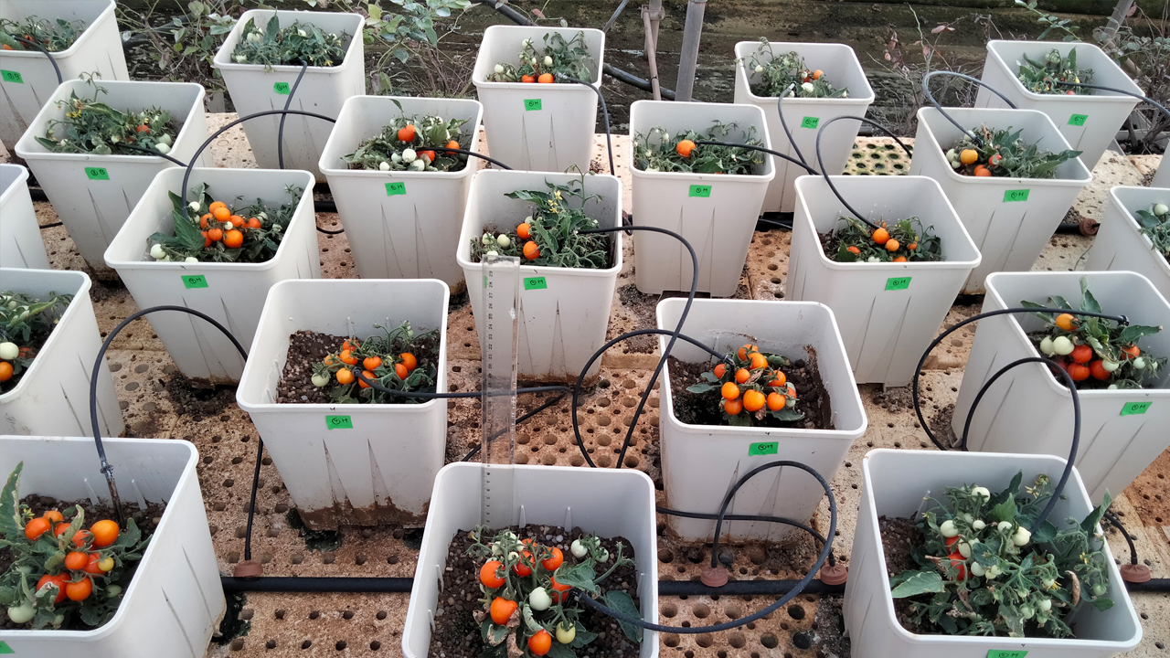 bioestimulantes-entre-la-evidencia-cientifica-y-las-falsas-promesas