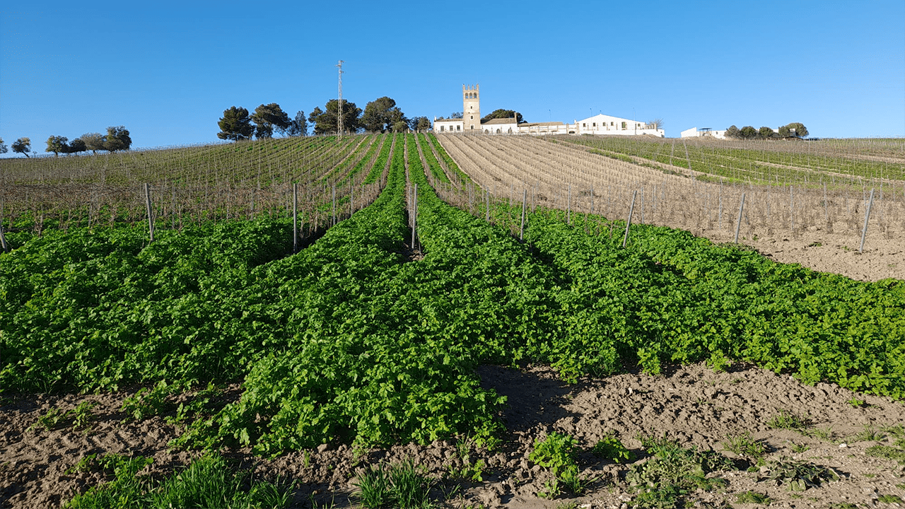 viticultura-sostenible-marco-jerez-bodegas-fundador-innova-vinedos-mediante-agricultura-regenerativa