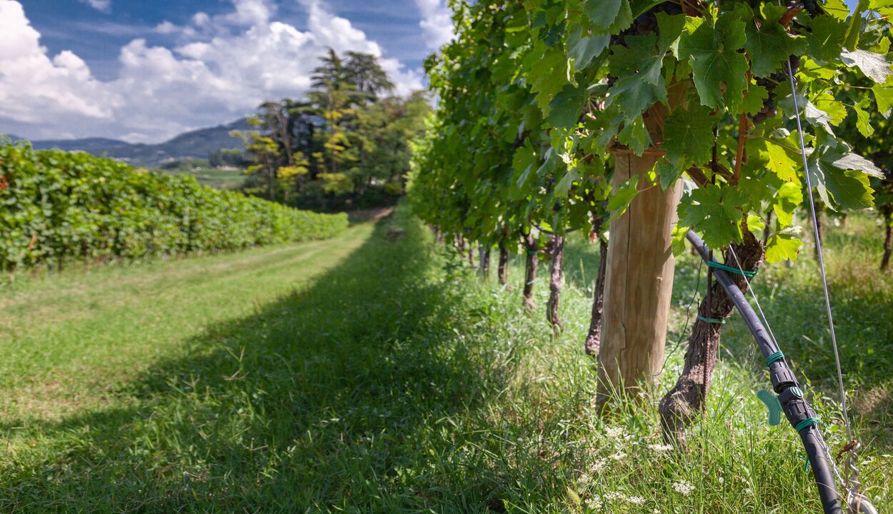 las-bodegas-top-apuestan-riego-por-goteo-irritec-iberia