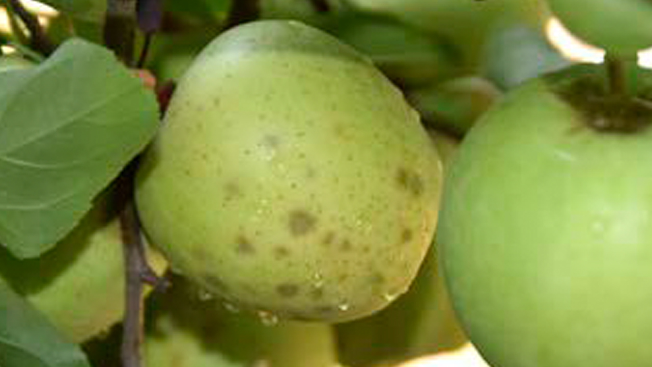 aplicaciones-de-calcio-para-mitigacion-del-bitter-pit