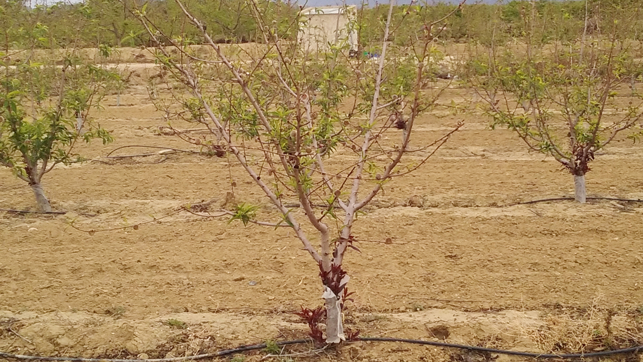 calentamiento-global-y-productividad-en-melocotonero