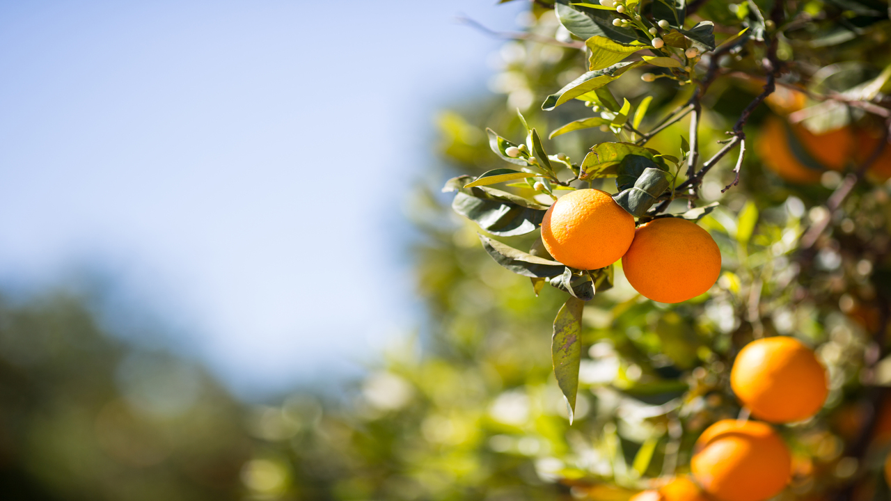 del-campo-valenciano-mercado-desafios-que-redefinen-sector-citricola
