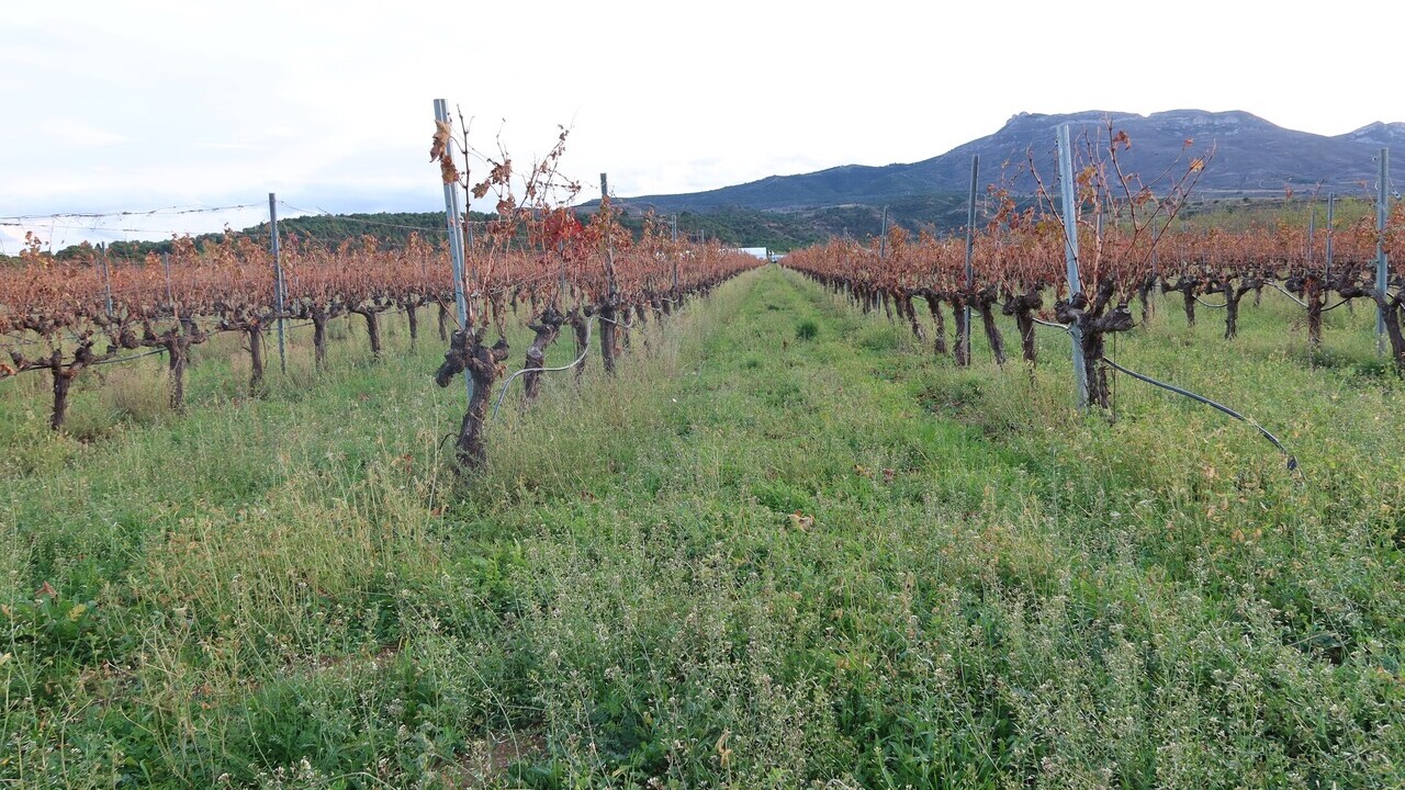 nuevas-actividades-formativas-mapa-aeacsv-promover-agricultura-conservacion