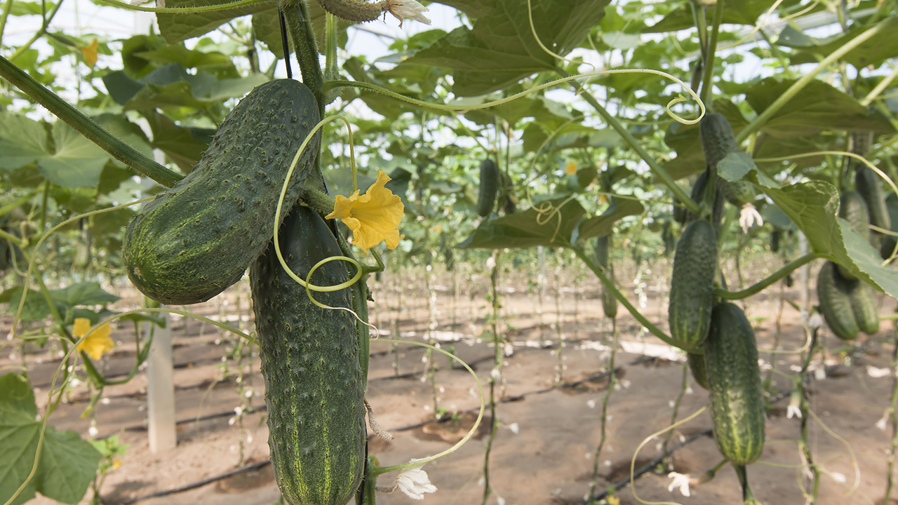 enmiendas-organicas-frente-nematodos-estrategia-eficaz-para-mejorar-produccion-pepino