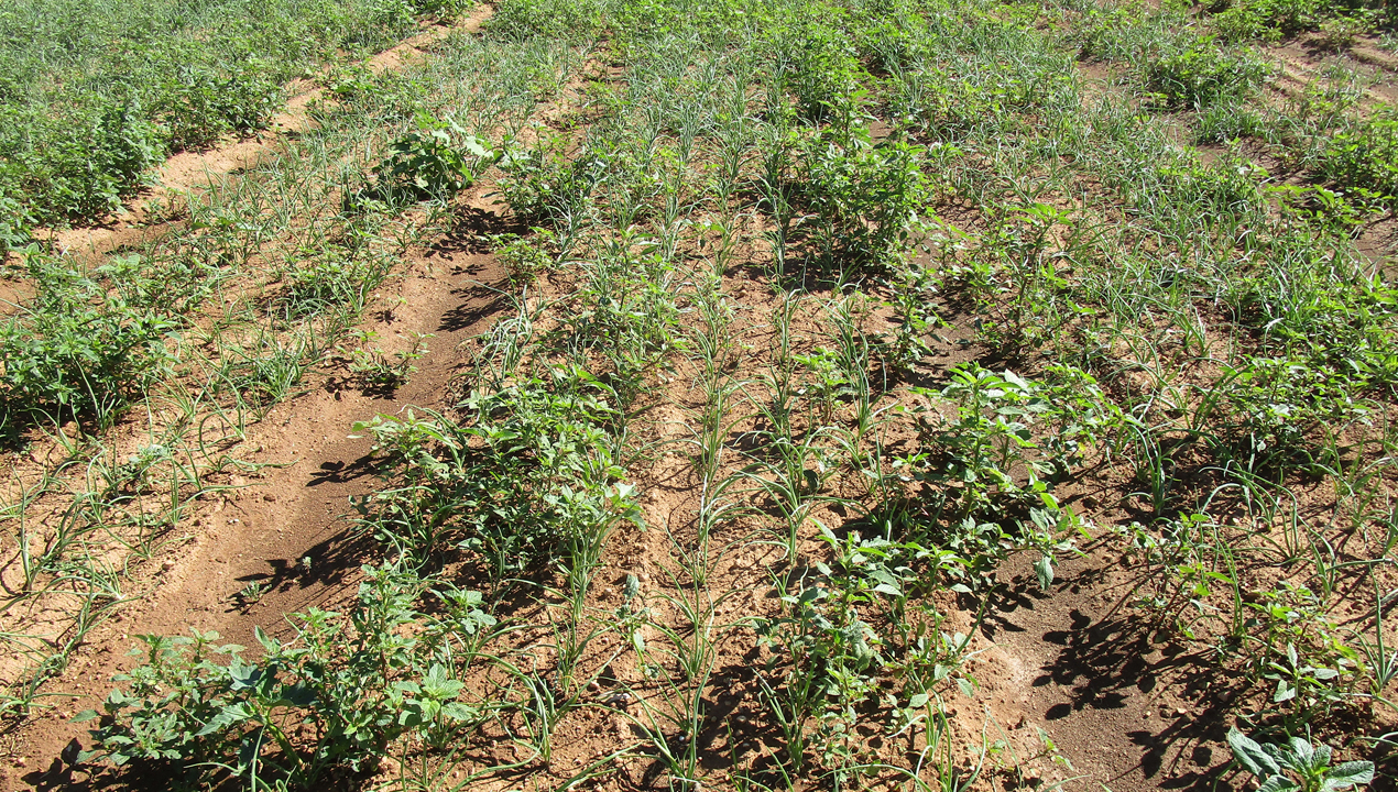 imagen principal noticia