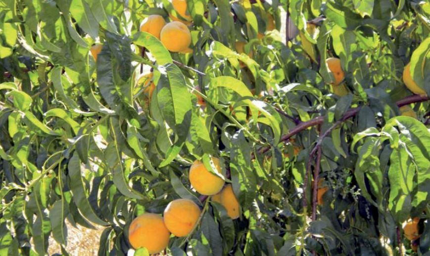 imagen principal noticia