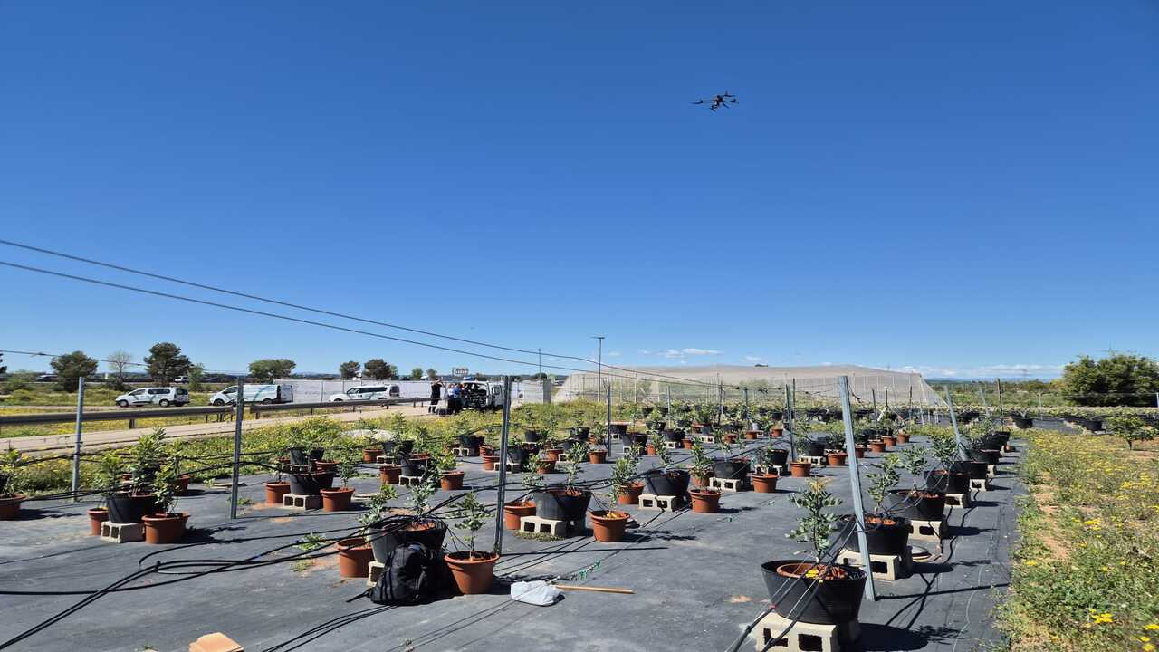 viveros-hernandorena-financia-proyecto-csic-para-modernizar-cultivo-algarrobo
