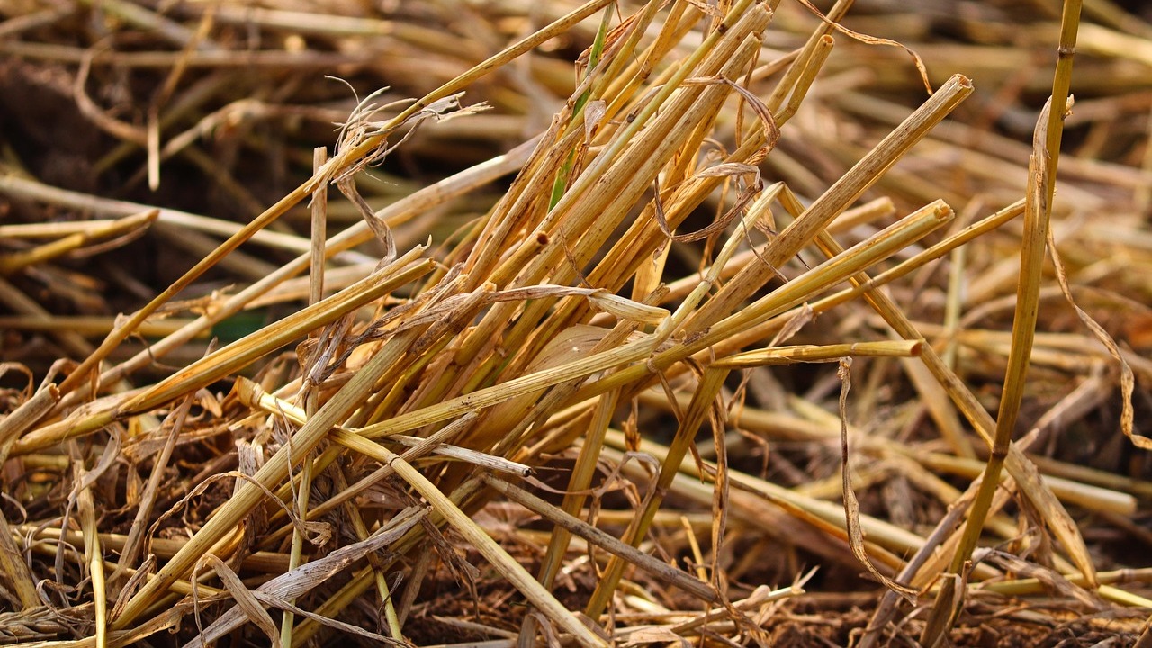 imagen principal noticia