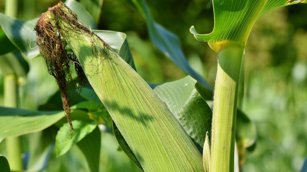 sector-maiz-reune-jornada-parlamentaria