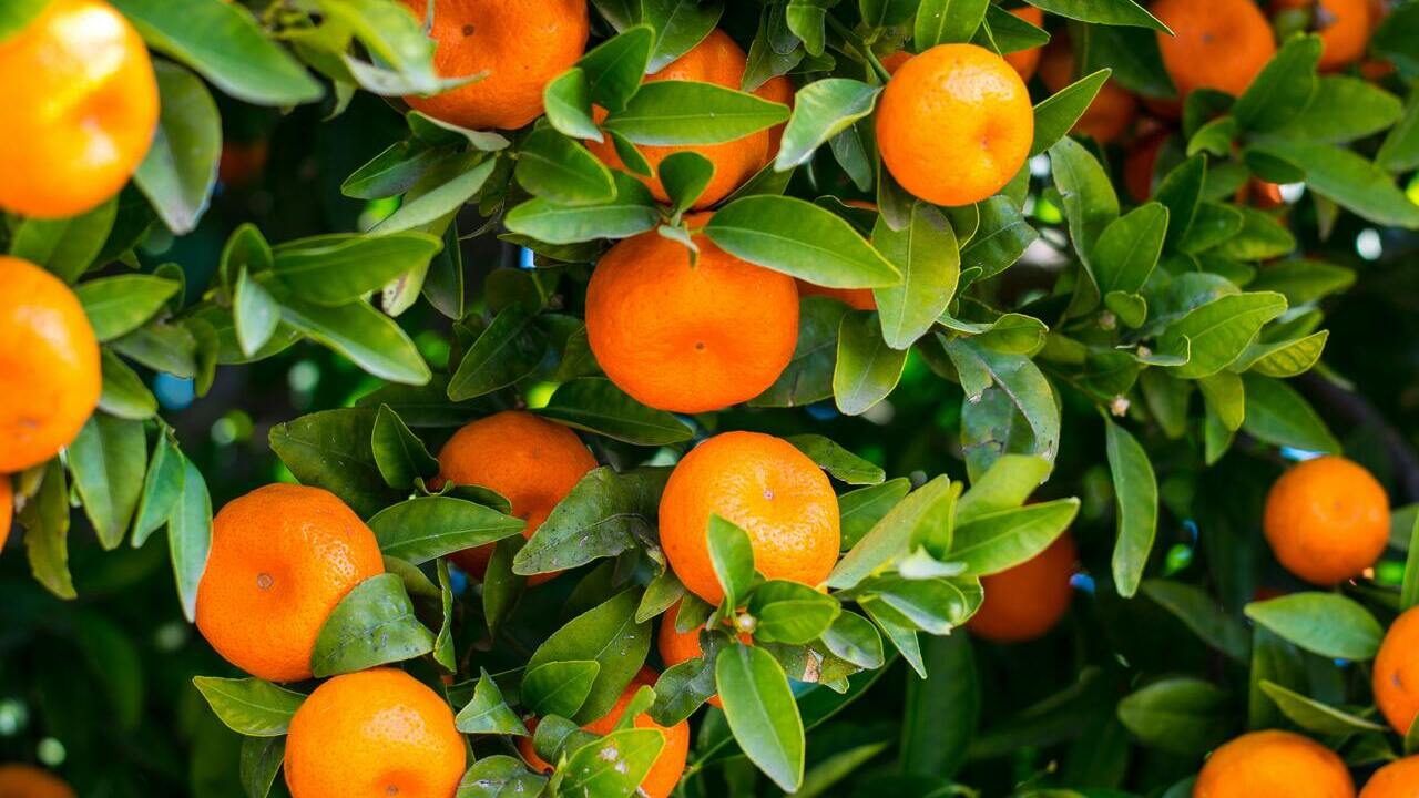 oia-avala-extension-norma-sector-naranja-mandarina