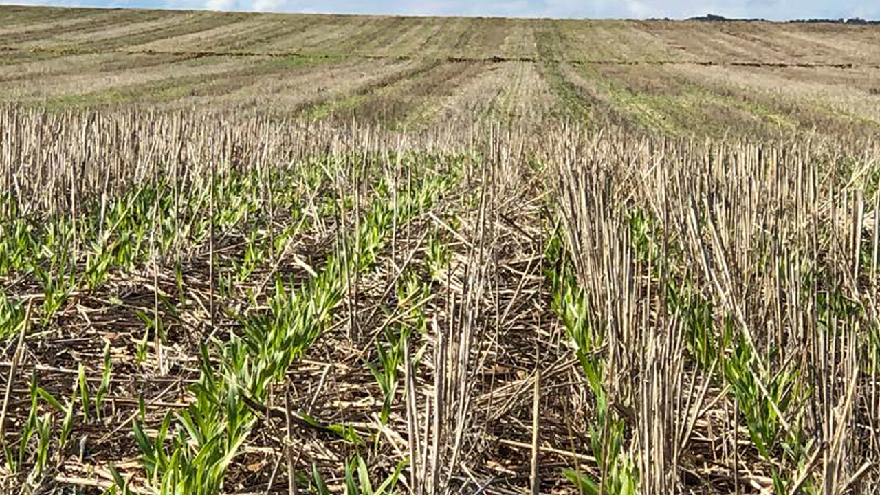 el-papel-transformador-de-la-agricultura-regenerativa