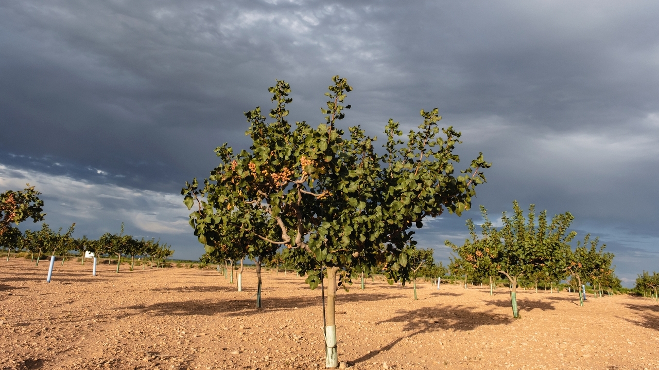 pistacho-oro-verde-castilla-la-mancha