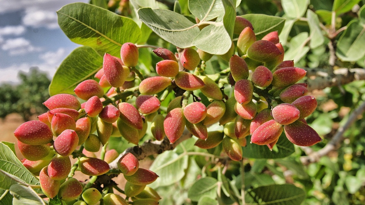 pistacho-estrategia-futuro-secano-espanol