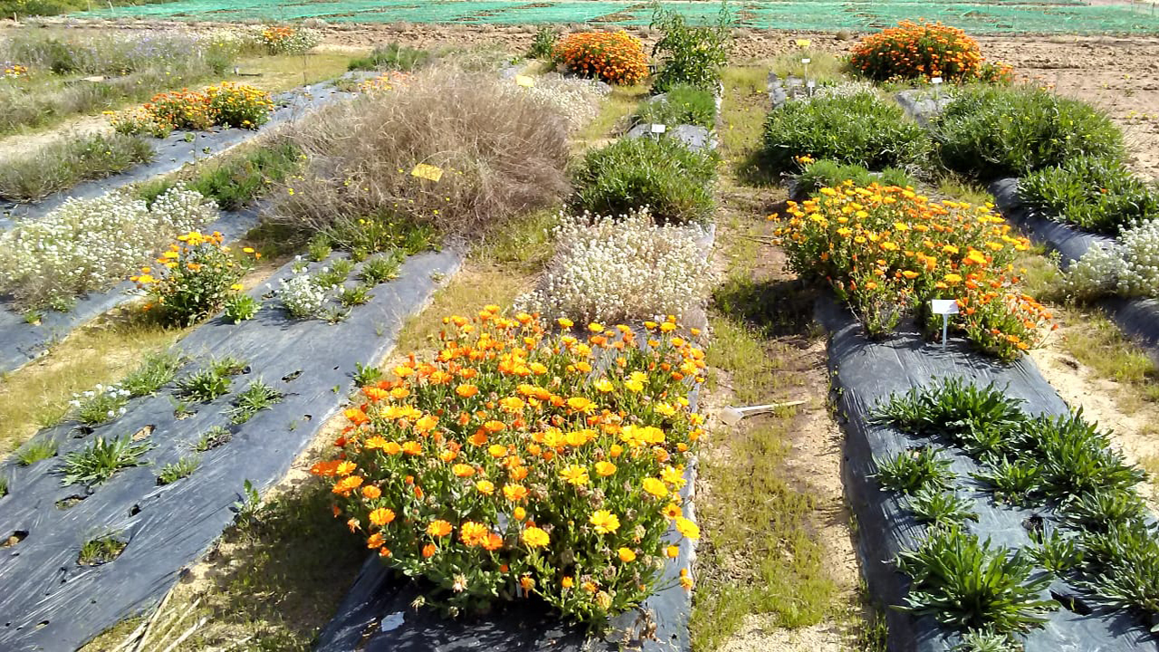 plantas-insectario-recurso-atraer-enemigos-naturales-agroecosistemas-horticolas-mediterraneos