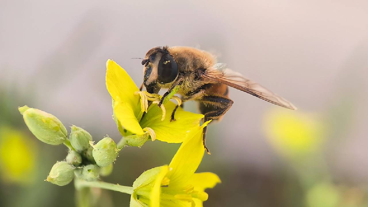 polyfly-premiada-en-euroseeds-2025-solucion-innovadora-polinizacion-sirfidos