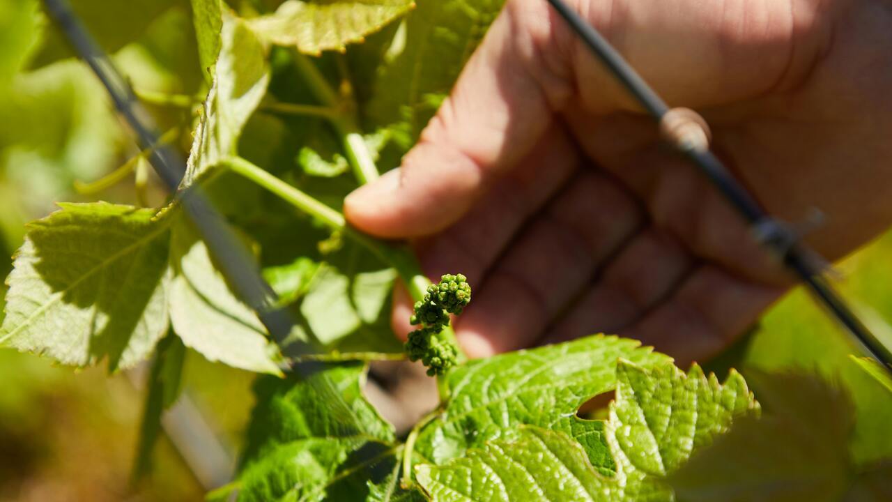 plataforma-tecnologica-vino-suma-11-nuevos-proyectos-i-d-i