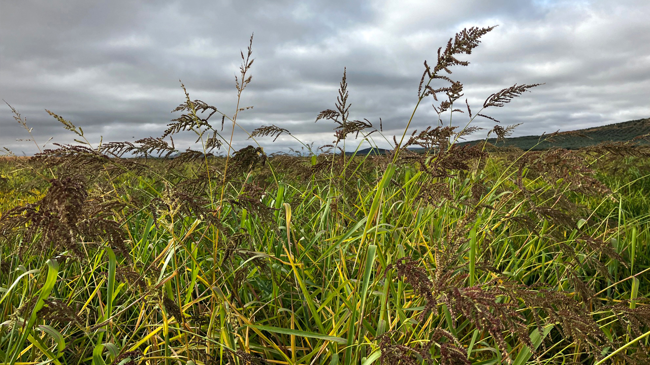 resistencias-a-herbicidas-un-reto-para-el-cultivo-del-arroz