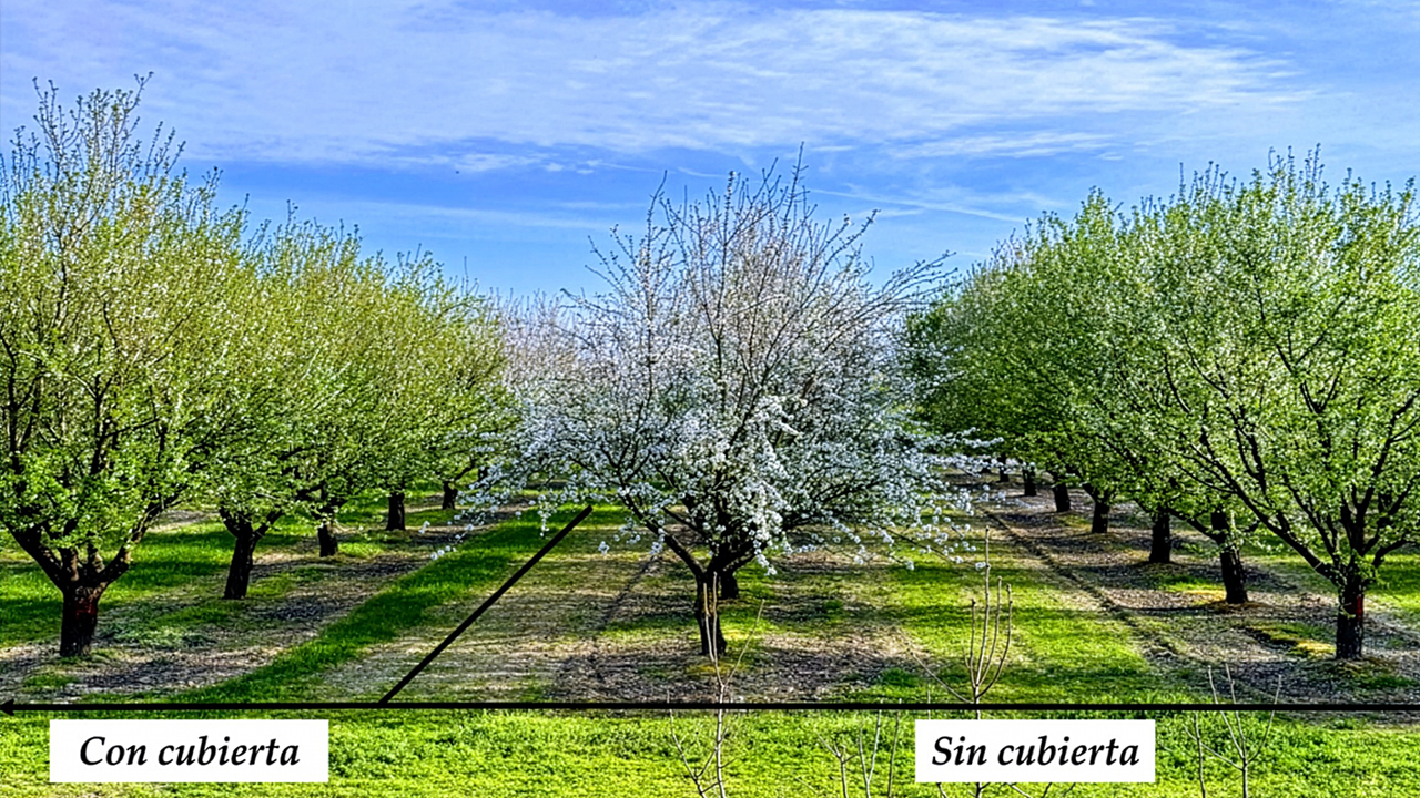riego-deficitario-cubiertas-vegetales-almendro-compatibilidad-entre-ahorro-agua-fijacion-carbono