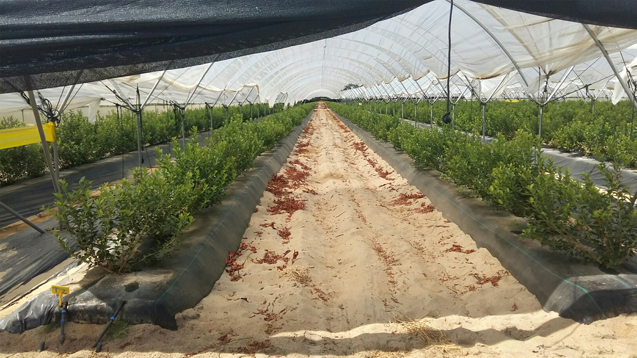 riego-deficitario-arandano-ahorro-de-agua-sin-perdida-de-produccion
