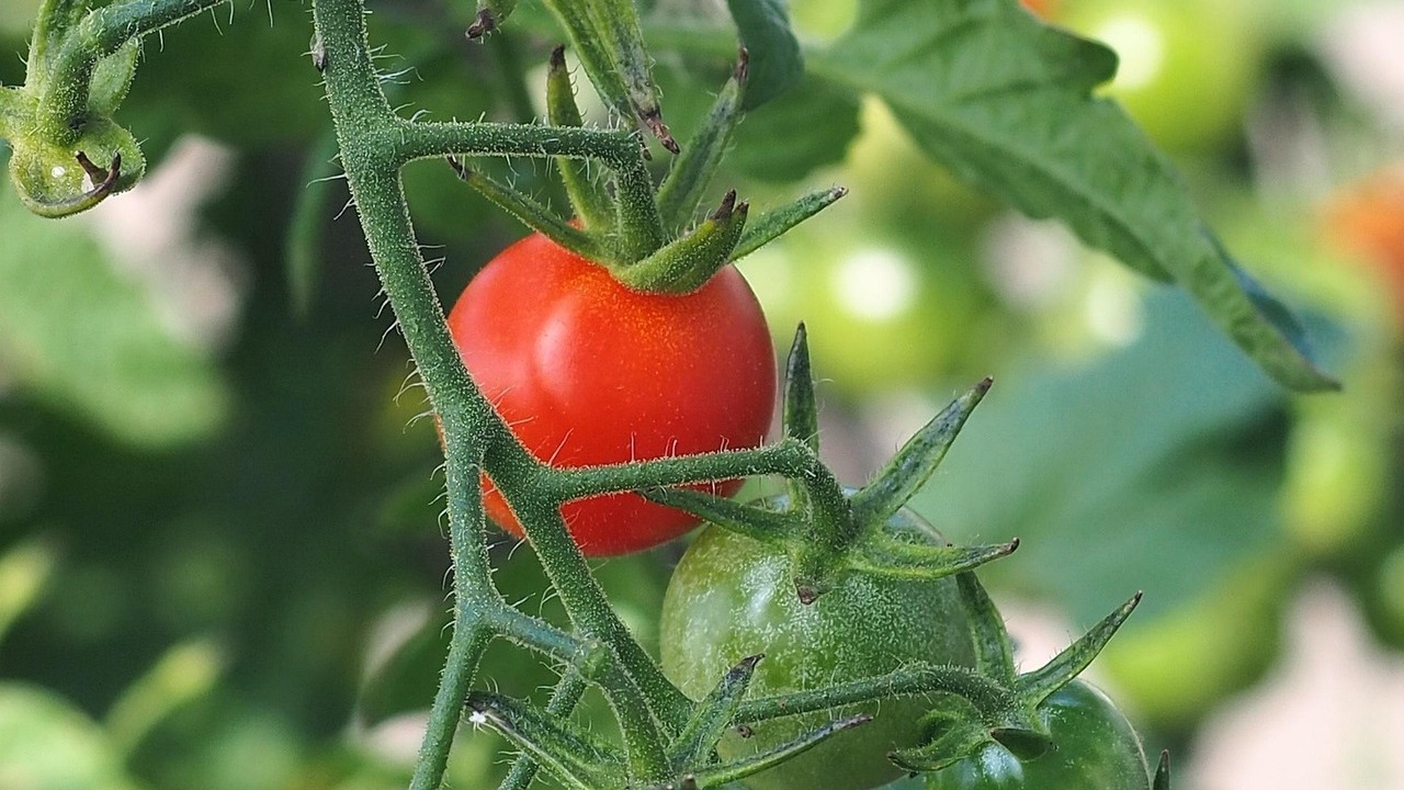 productores-europeos-tomate-demandan-igualdad-condiciones-competencia-terceros-paises