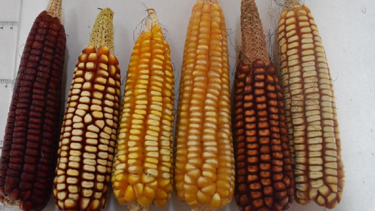 variedades-locales-maiz-europeas-oportunidad-para-afrontar-cambio-climatico