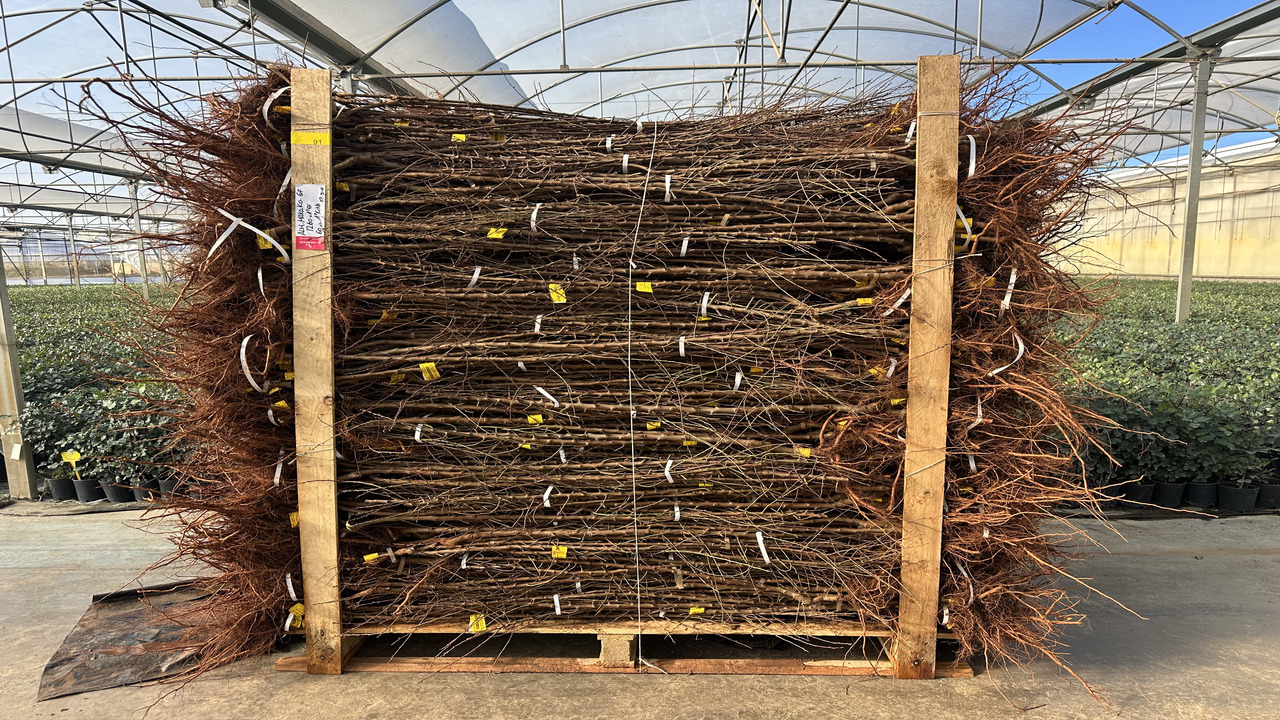 stocks-repletos-para-la-campana-de-invierno-de-viveros-hernandorena